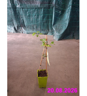Clematis 'Sweet Summer Love'® RP 1,6 L